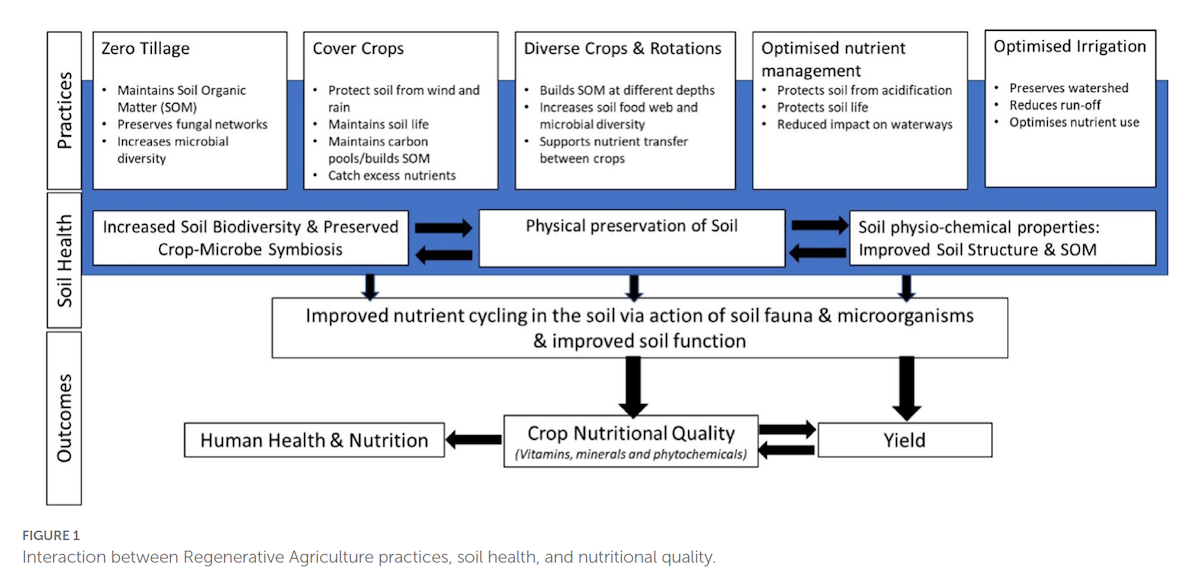 Interazione tra agricoltura rigenerativa, salute del suolo e qualità nutrizionale